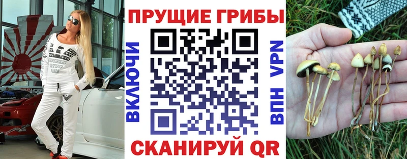 где найти наркотики Шуя Псилоцибиновые грибы Psilocybe